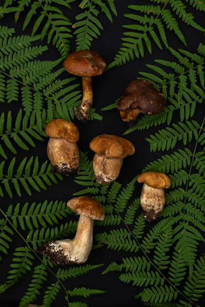 Beautiful Fresh Porcini Mushrooms Fern Leaves Black Background Top View Imagem De Stock
