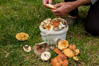 Yaban mantar koleksiyonu. Yüzü olmayan kadın, kesilmiş mantarları kovaya koyar.. 