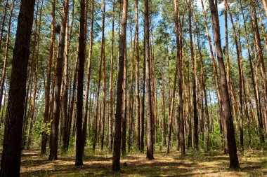 Güzel bir yaz ormanı. Güneşli bir gün, güzel gölgeler. Uzun gemi çamları
