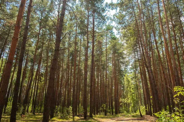 Linda Floresta Verão Dia Ensolarado Longos Pinheiros Estrada Florestal Perspectiva — Fotografia de Stock