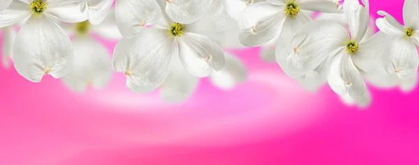 Piękne Pływające Białe Kwiaty Drewna Dogwood Gorącym Różowym Tle Gradientowym — Zdjęcie stockowe