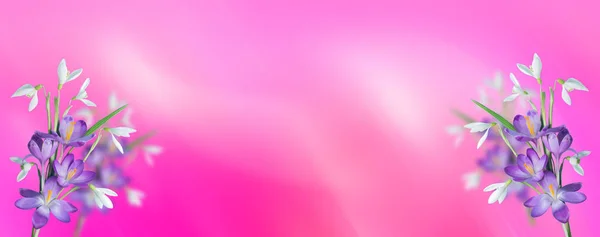 Crocos Roxos Flores Brancas Gotas Neve Fundo Sombras Barbiecore Rosa — Fotografia de Stock