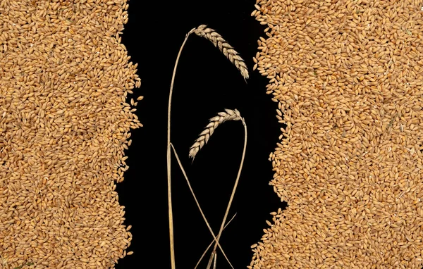 黒い背景に小麦の穀物と2つのスパイシーツ 穀物取引と食糧危機の概念 — ストック写真