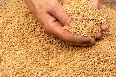 Yüzü olmayan yaşlı bir kadının elleri buğday tanelerini yakından tutuyor. Çiftlik işgücü ve gıda krizi konsepti 