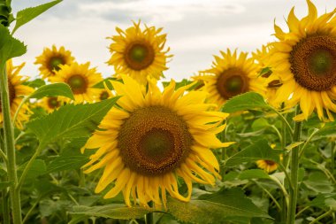 Ayçiçeği tarlanın ve gökyüzünün arka planına yakın çekim. Bulanık ve seçici odaklanma.