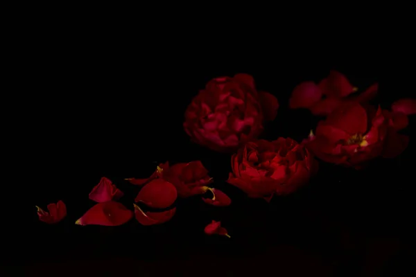 Blütenblätter Einer Dunkelroten Rose Auf Schwarzem Hintergrund Schöne Festliche Kulisse — Stockfoto