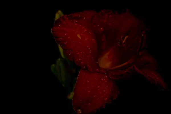 Ekstremalne Zbliżenie Kwiatów Makro Zdjęcie Czerwonej Lilii Czarnym Tle Rozmycie — Zdjęcie stockowe