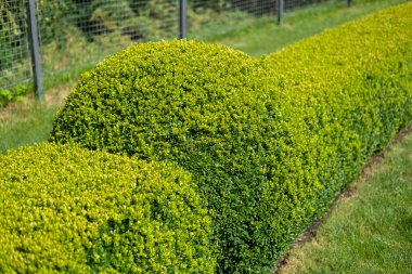 Trimmed boxwood bushes close-up in a landscape park. Blur and selective focus. clipart