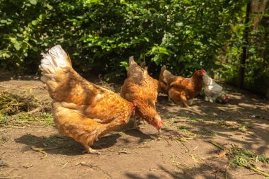 Bedava otlaktaki tavuklar. Bulanık ve seçici odaklanma. Yerel olarak yetiştirilen kavram.
