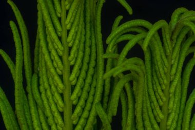 Siyah arka planda eğrelti otunun makro yeşil dalları. Bulanık ve seçici odaklanma.