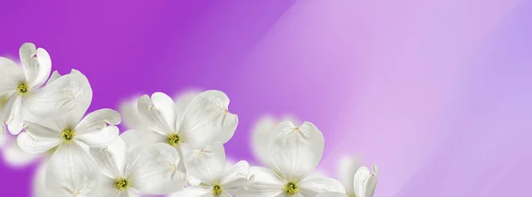 Piękne Białe Psie Kwiaty Gorącym Różowym Tle Zamazane Wybiórcze Skupienie — Zdjęcie stockowe