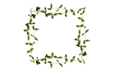 Beyaz arkaplanda izole edilmiş yeşil dallardan oluşan güzel kare çerçeve.