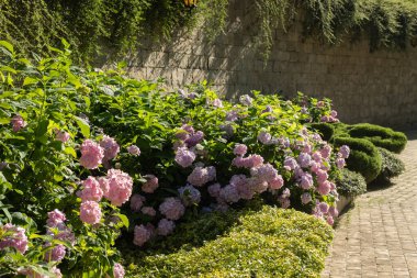 Parktaki çimlerin üzerinde güzel pembe ortanca çalıları. Peyzaj