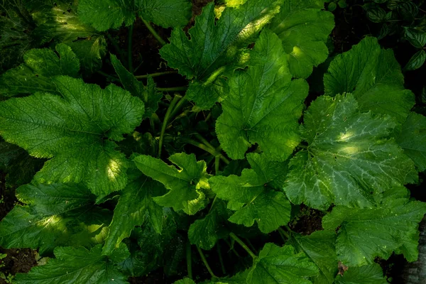 Grote Groene Bladeren Met Een Schaduwpatroon Volledig Beeld Bovenaanzicht Slechte — Stockfoto