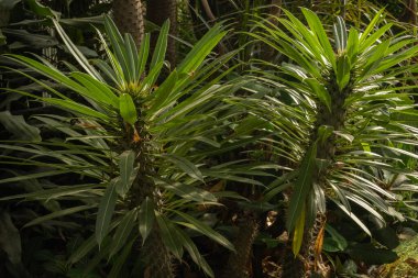 Pachypodium bitkisinin sulu yakın çekimi. Tam kare. Çiçek yeşili. Tam çerçeve.