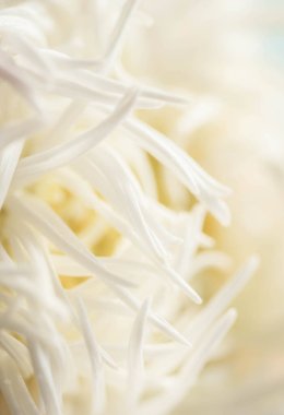 Beyaz Paskalya 'nın Macro fotoğrafı. Bulanık ve seçici odaklanma. Aşırı çiçekler, yakın plan. dikey resim