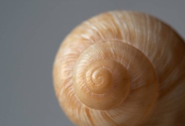 Gri arka planda bej kabuklu bir makro fotoğraf. Bulanık ve seçici odaklanma. Doğadaki altın oran.