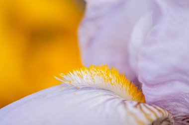 Iris 'in makro fotoğrafı. Sarı-beyaz renk şeması. Bir çiçeğin botanik detayları. Bulanık ve seçici odaklanma.