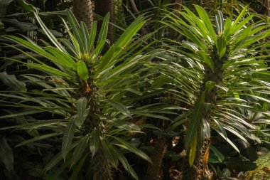 Pachypodium bitkisinin sulu yakın çekimi. Tam kare. Çiçek yeşili. Tam çerçeve.