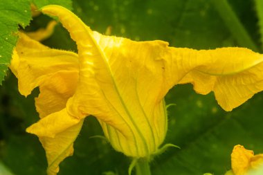 Sarı çiçek açan yeşil kabak çiçeği. Tarım ve organik gıda kavramı. 