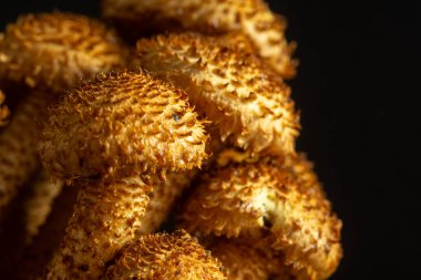 Siyah arka planda taze bal mantarları. Bulanık ve seçici odaklanma. Yaratıcı fotoğrafçılık. 