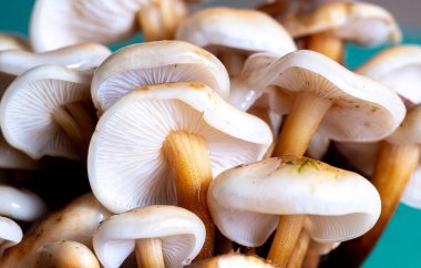 Mavi arka planda mantarlar var. Bulanık ve seçici odaklanma. Yaratıcı fotoğraf