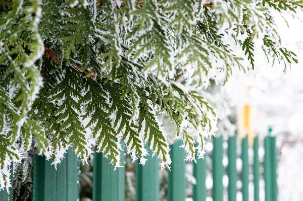 Thuja branch covered with snow close-up. Green fence, rustic cottagecore. Blur and selective focus