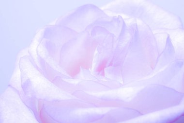 Lüks, açık renkli, leylak renginde bir gül. Aşırı Çiçek Kapanışı. Tam kare. Bulanık ve seçici odaklanma. Yumuşak çiçekli kozmetik arka plan