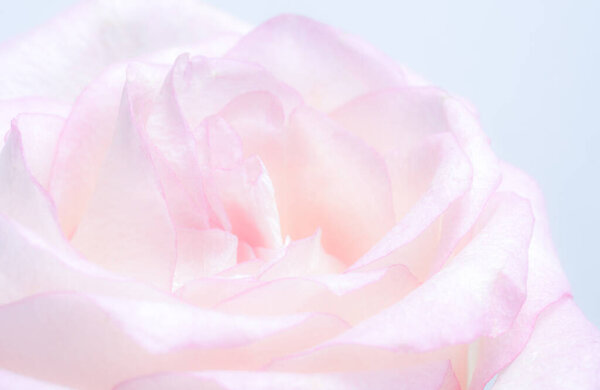Luxurious light pastel rose. Extreme Flower Closeup. full frame. Blurred and selective focus. Soft floral cosmetic background
