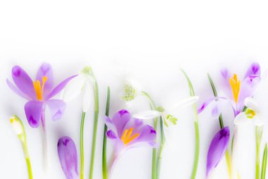 Bulanık fotoğraf. Mor krokoz. Beyaz arka planda farklı bahar çiçeklerinden çiçekler seriliyordu. Üst görünüm ve kopyalama alanı