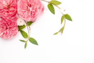 Beyaz arka planda pembe güller ve yeşil yapraklardan oluşan yaratıcı bir çiçek düzeni. Üst Manzara. Fotokopi alanı olan bahar ya da yaz çiçekleri. Düz yatıyordu