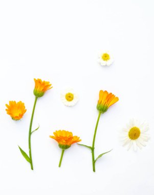 Beyaz arka planda turuncu takvim çiçekleri ve papatyalardan oluşan yaratıcı bir çiçek düzeni. Üst görünüm, düz görünüm, fotokopi alanı olan yaz çiçeği arkaplanı