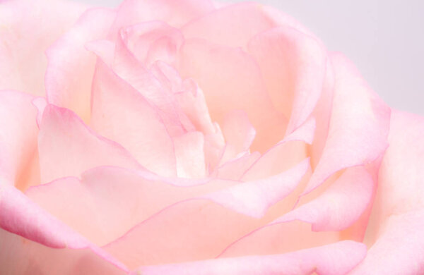 Luxurious light pink rose. Extreme Flower Closeup. full frame. Blurred and selective focus