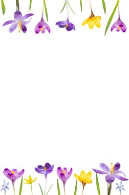  Beyaz arka planda, mor ve sarı krokozlardan izole edilmiş bir şekilde yatıyordu. Üst görünüm ve kopyalama alanı, çiçek çerçevesi.