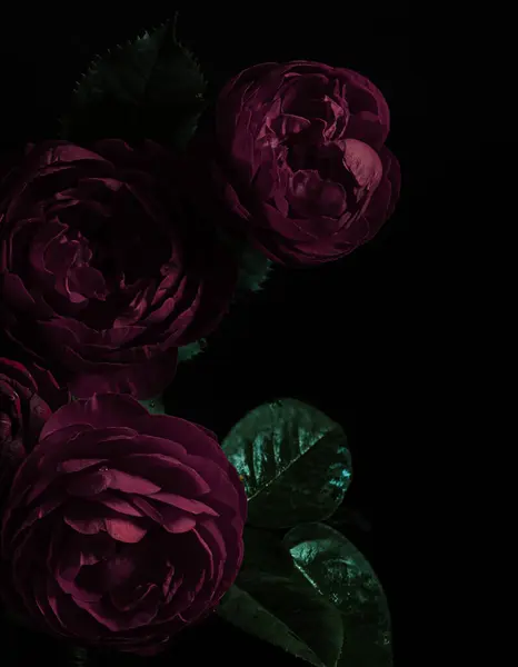 Roses peony purple on a black background. Blur and selective focus. Low key photo. Extreme Flower Close-up. Moody flowers.
