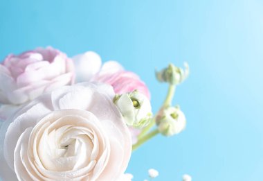 Beyaz ranunculus ve yumuşak mavi arka planda güzel bir buket. Aşırı derecede yakın plan bir çiçek. Bulanık ve seçici odaklanma. Boşluğu kopyala