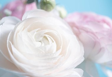 Yumuşak mavi arka planda kremalı ranunculus ve güzel bulanık bir buket. Aşırı çiçek yaklaş. Bulanık ve seçici odaklanma 