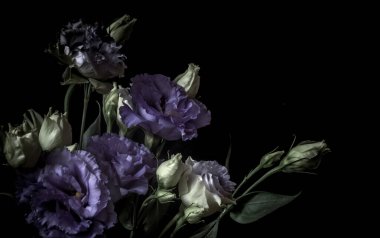 Durgun hayat. Çiçekler soğuk leylak ve yeşil tonlarda. Siyah arka planda lisianthus. Loy anahtar fotoğrafı. Renkler çiçek açar. Loy anahtar fotoğrafı. Bulanık arkaplan 