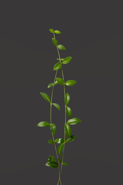 зеленые ветки на сером фоне. Вид сверху, пространство для копирования. 