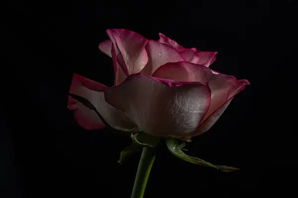 luxurious red rose on a black background. Low key photo. Extreme Flower Close-up