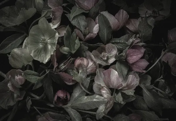 Huysuz bitki örtüsü. Siyah bir arka planda eski çelenkler çiçek açar. Bulanık ve seçici odaklanma. Gösterişsiz estetik fotoğraf.