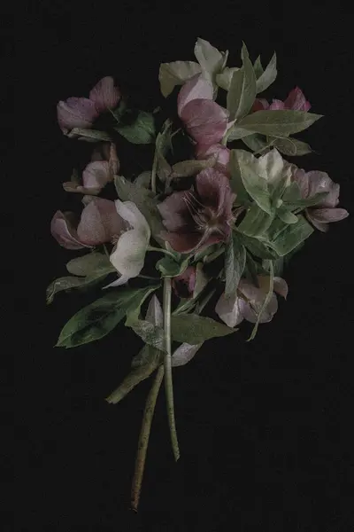 Moody flora background. Bouquet vintage hellebores flowers on a black background. Blur and selective focus. Low key photo.