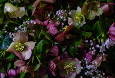 Parlak bitki örtüsü. Siyah arka planda karadelik çiçekleri. Bulanık ve seçici odaklanma. Düşük tuşlu fotoğraf. 