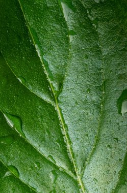 Yeşil bir yaprağın ve çiy damlalarının makro fotoğrafı. Doku doğal arka plan. Dikey fotoğraf