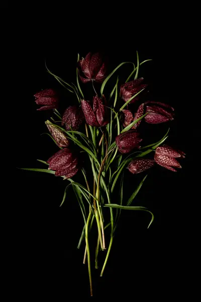 Huysuz bitki. Buket fritillaria meleagris, fındık kekliği çiçekleri siyah arka planda. Bulanık ve seçici odaklanma. Aşırı derecede yakın plan bir çiçek. Çiçek motifleri