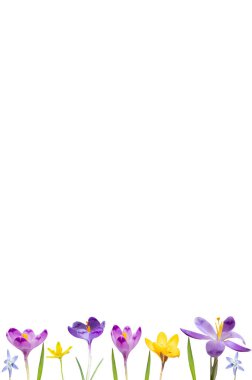  Farklı bahar çiçeklerinden gelen düz çiçek tarlaları beyaz bir arka planda izole edilmişti. Üst görünüm ve boşluk kopyala. Alt sınır, çiçekli çerçeve