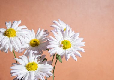 Turuncu arka planda bir buket beyaz papatya, natürmort ve fotokopi alanı. Boşluğu kopyala