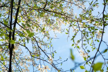 Taze yapraklı dallar ve beyaz çiçekli manolyalar mavi gökyüzünün arka planında, tam kare. İlkbahar 