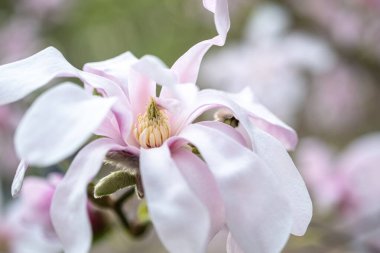 Beyaz-pembe Magnolia stellate, Siebold ve Zucc. Spring Park 'ın. Bulanık ve seçici odaklanma. Bulanık arkaplan