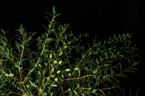 Siyah arka planda yeşil okaliptüs parvifolia dalı. Düşük tuşlu fotoğraf